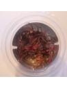 Cryptocoryne Spiralis 'Red' - In vitro  - 1