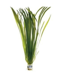Vallisneria asiatica  - 1