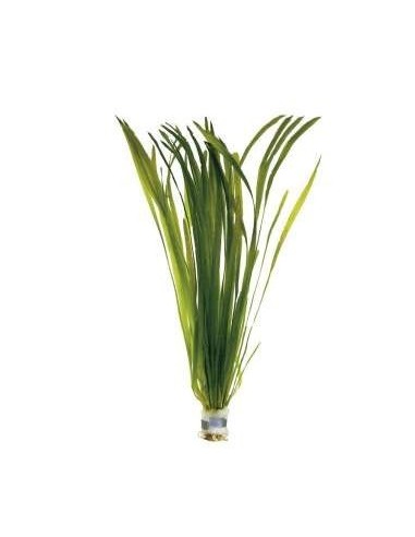 Vallisneria asiatica  - 1