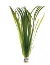 Vallisneria asiatica  - 1