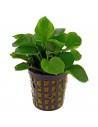 Anubias barteri var. nana 'Coin'  - 1