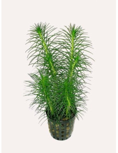 Myriophyllum propinqum  - 1