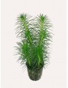 Myriophyllum propinqum  - 1