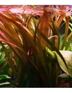 Vallisneria gigantea rubra  - 1