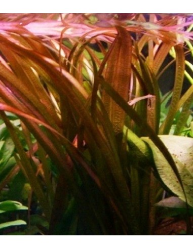 Vallisneria gigantea rubra  - 1
