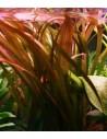 Vallisneria gigantea rubra  - 1