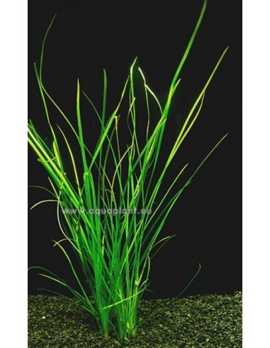 Vallisneria natans  - 1