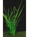 Vallisneria natans  - 1