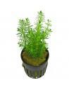 Bacopa Myriophylloides  - 1