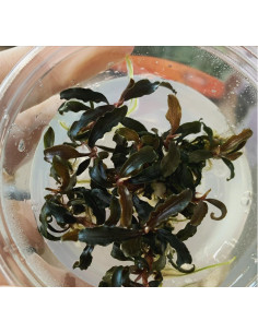 Bucephalandra ' Kedagang' - In vitro  - 1