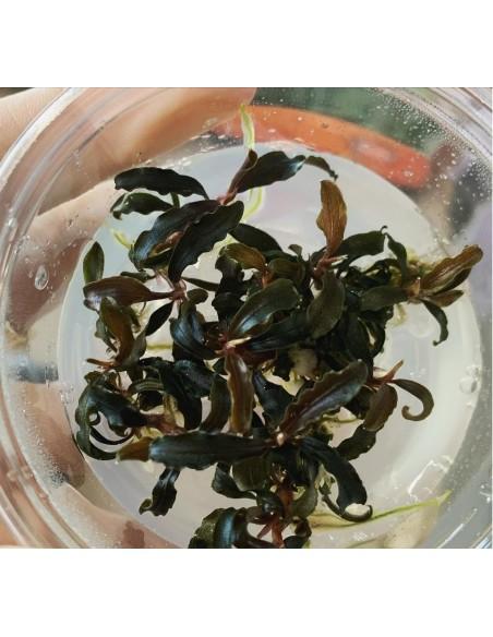 Bucephalandra ' Kedagang' - In vitro  - 1