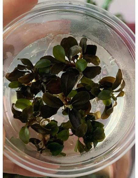 Bucephalandra 'Sp Red' - In vitro  - 1