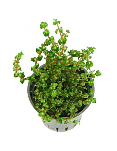 Rotala sp.'Pearl'  - 1