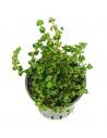 Rotala sp.'Pearl'  - 1