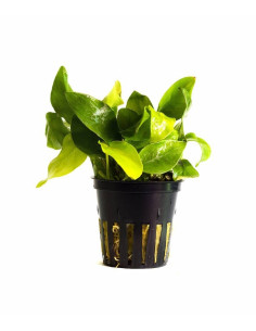 Anubias Nana Gold  - 1