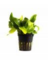 Anubias Nana Gold  - 1