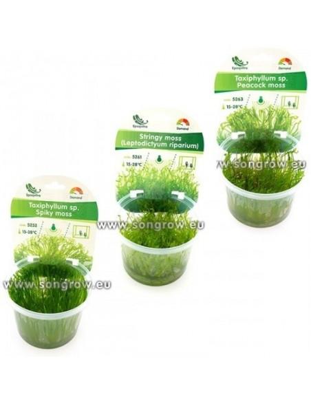 Lot de 6 mousses in vitro - Facile  - 1