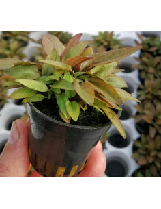 Cryptocoryne petchii 'Pink'  - 1