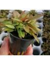Cryptocoryne petchii 'Pink'  - 1