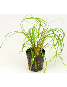 Cryptocoryne crispatula var. tonkinensis  - 1