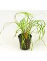 Cryptocoryne crispatula var. tonkinensis  - 1