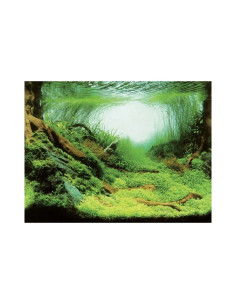 Achtergrond Poster Planten/Oceaan Aqua-NoVa - 6