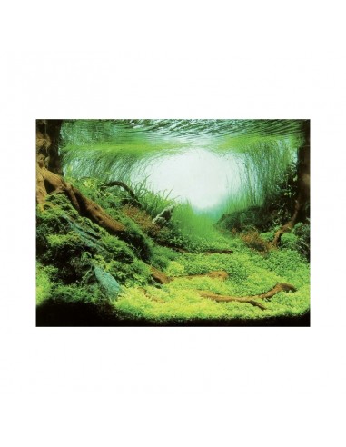 Poster de fond Plantes/Océan Aqua-NoVa - 6