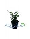 Bucephalandra 'Green Velvet'  - 1