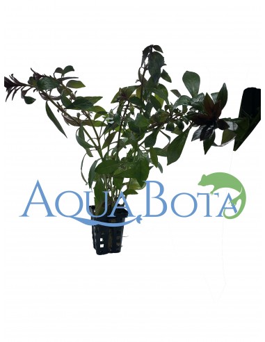 Ludwigia repens Rubin  - 2