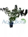 Ludwigia repens Rubin  - 2
