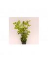 Ludwigia parigata  - 1