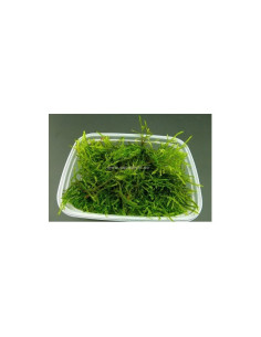 Taxiphyllum barbieri- gobelet 125 ml  - 1