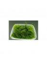 Taxiphyllum barbieri- gobelet 125 ml  - 1