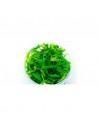 Hygrophila Sp. Tiger - In Vitro Cup  - 1
