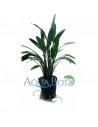 Cryptocoryne x willisii 'Nevellii'  - 3