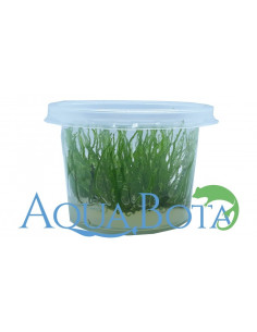 Taxiphyllum sp. 'Flame' - In Vitro Cup  - 1