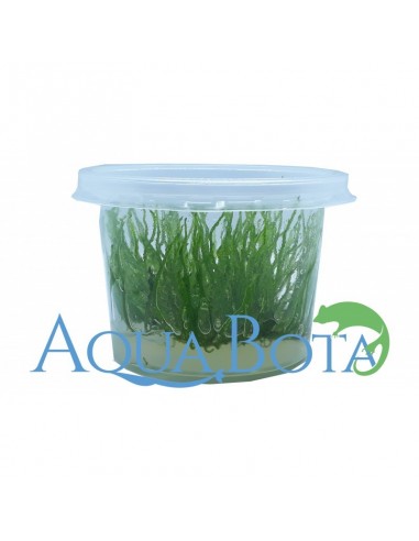 Taxiphyllum sp. 'Flame' - In Vitro Cup  - 1