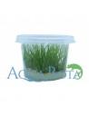 Taxiphyllum sp. 'Flame' - In Vitro Cup  - 1