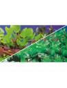 Poster Plantes 1/5 - Hobby HOBBY - 2