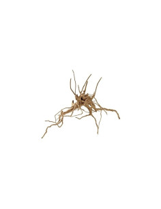 Root Fingerwood S 20-30cm Hobby HOBBY - 2