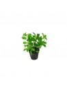 Ludwigia repens  - 1