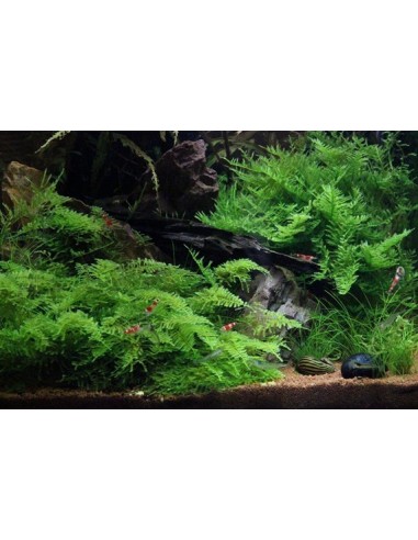Vesicularia montagnei 'Christmas' - In Vitro Cup  - 2