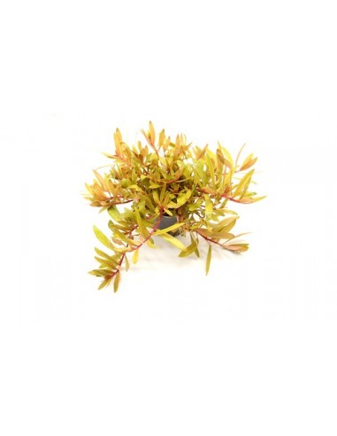 Nesea pedicellata ‘Golden’  - 2