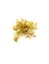 Nesea pedicellata ‘Golden’  - 2