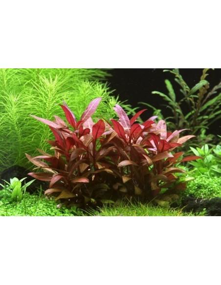 Alternanthera reineckii 'Mini'  - 2