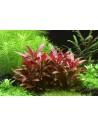Alternanthera reineckii 'Mini'  - 2