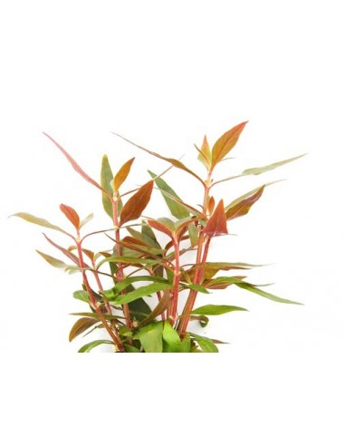 Alternanthera reineckii 'Mini'  - 3