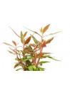 Alternanthera reineckii 'Mini'  - 3