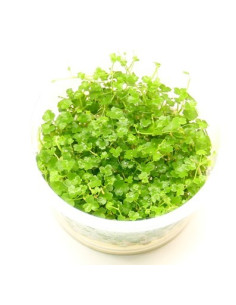Hydrocotyle tripartita 'Mini' - In vitro  - 1