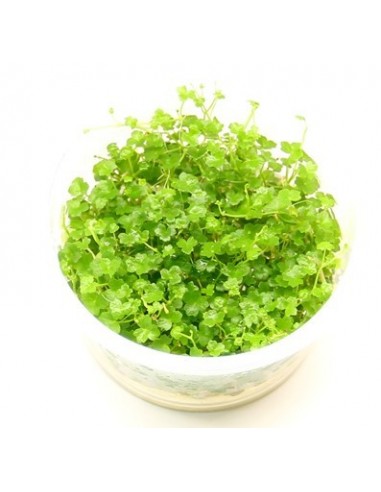 Hydrocotyle tripartita 'Mini' - In vitro  - 1